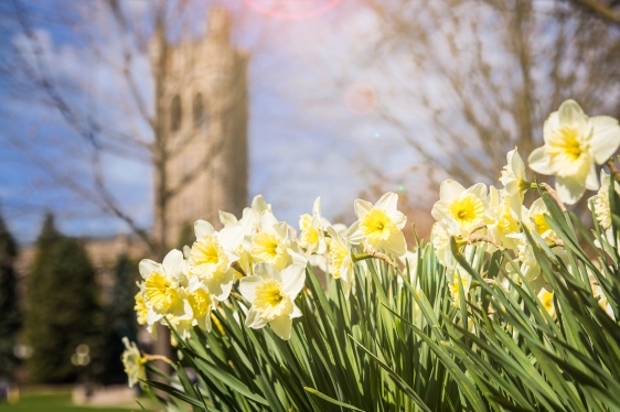 University College with Tulips in bloom