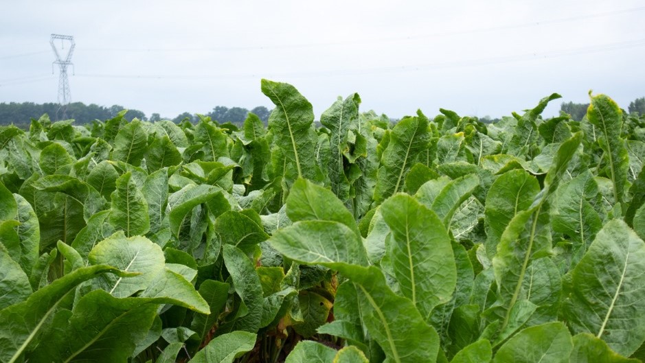 Horseradish field in Norfolk County